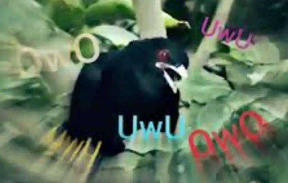 “周末想睡个懒觉都不行”<strong></p>
<p>币安火币中币</strong>,有多少深圳人被这种鸟吵到神经衰弱