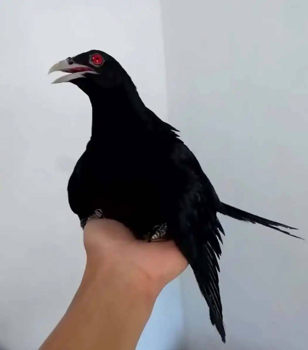 “周末想睡个懒觉都不行”<strong></p>
<p>币安火币中币</strong>,有多少深圳人被这种鸟吵到神经衰弱