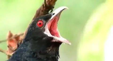 “周末想睡个懒觉都不行”<strong></p>
<p>币安火币中币</strong>,有多少深圳人被这种鸟吵到神经衰弱