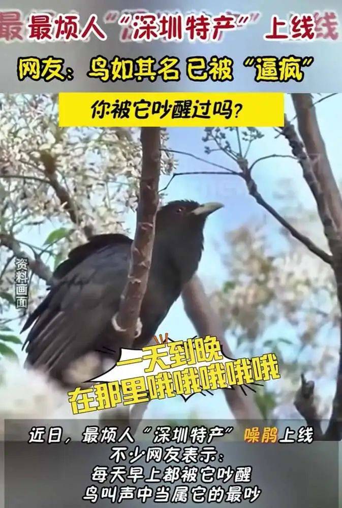 “周末想睡个懒觉都不行”<strong></p>
<p>币安火币中币</strong>,有多少深圳人被这种鸟吵到神经衰弱