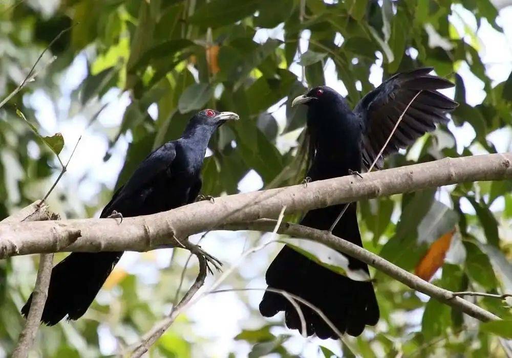 “周末想睡个懒觉都不行”<strong></p>
<p>币安火币中币</strong>,有多少深圳人被这种鸟吵到神经衰弱