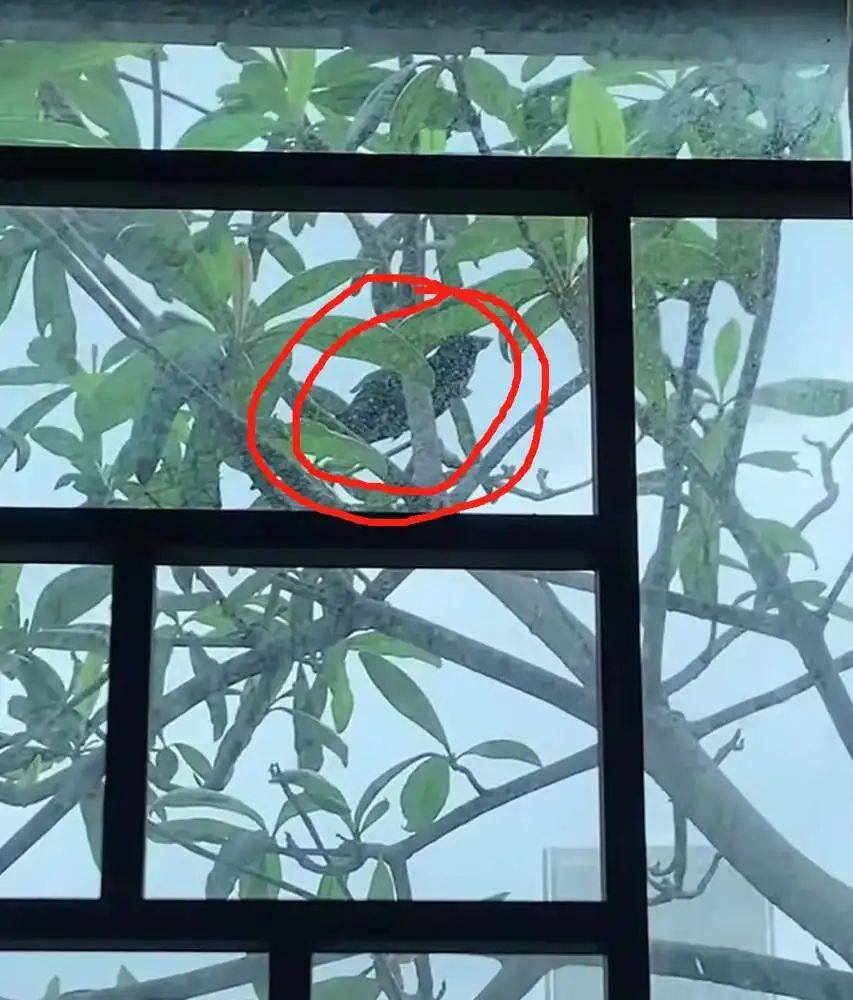 “周末想睡个懒觉都不行”<strong></p>
<p>币安火币中币</strong>,有多少深圳人被这种鸟吵到神经衰弱