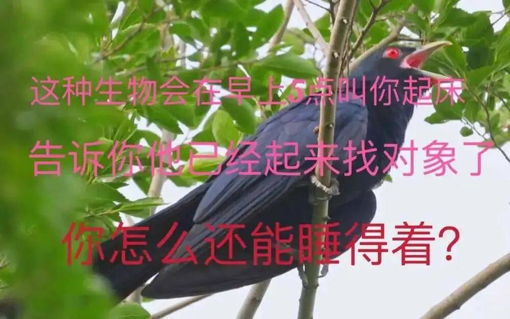 “周末想睡个懒觉都不行”<strong></p>
<p>币安火币中币</strong>,有多少深圳人被这种鸟吵到神经衰弱