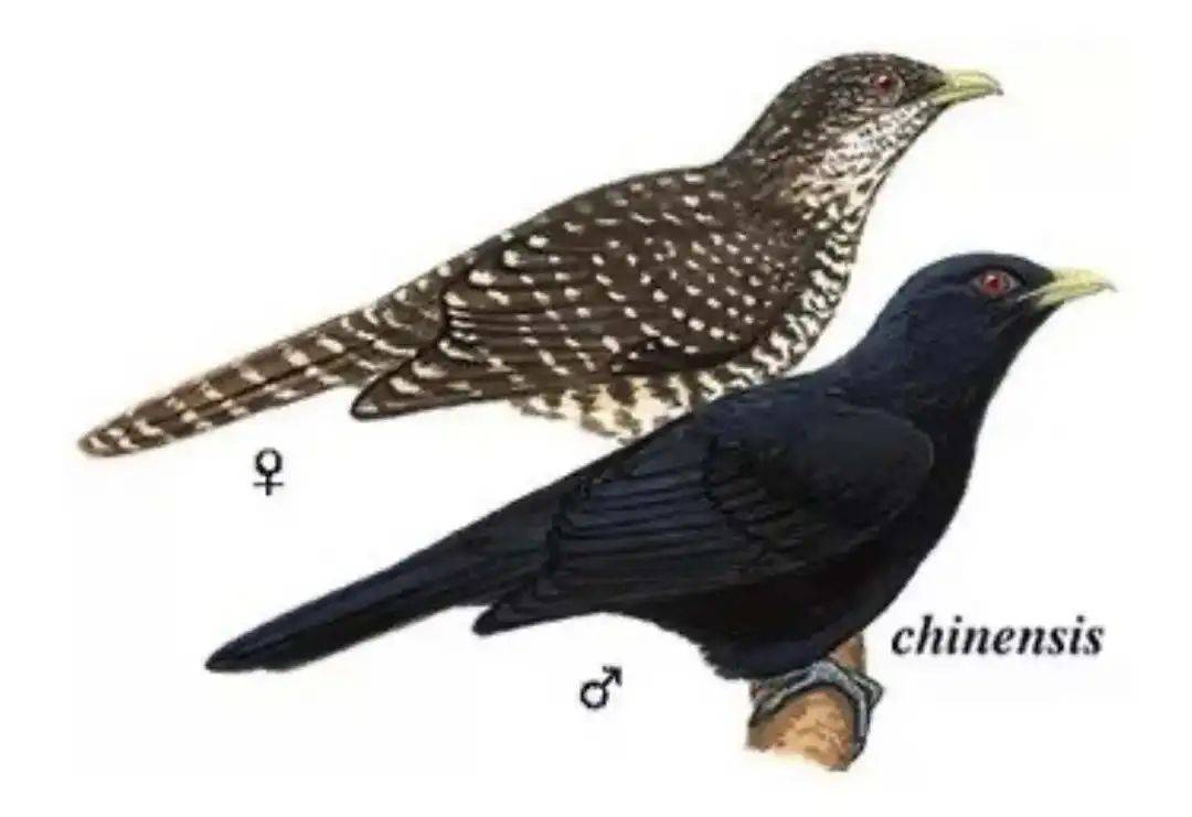 “周末想睡个懒觉都不行”<strong></p>
<p>币安火币中币</strong>,有多少深圳人被这种鸟吵到神经衰弱