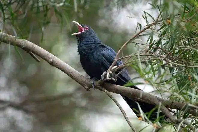 “周末想睡个懒觉都不行”<strong></p>
<p>币安火币中币</strong>,有多少深圳人被这种鸟吵到神经衰弱