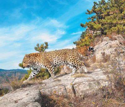 销声匿迹已有30年<strong></p>
<p>tct币安</strong>，华北豹正逐渐接近北京——