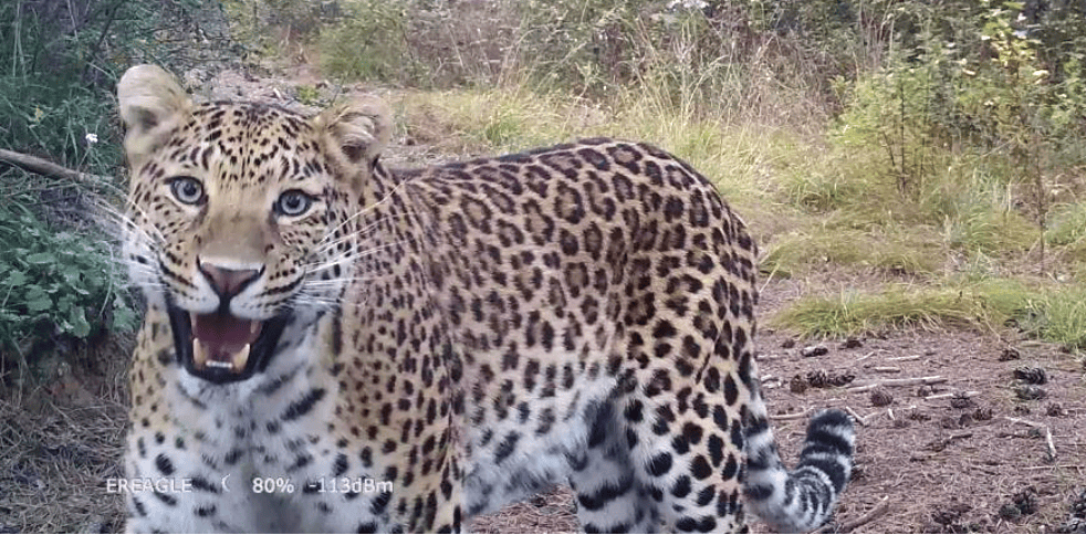 销声匿迹已有30年<strong></p>
<p>tct币安</strong>，华北豹正逐渐接近北京——