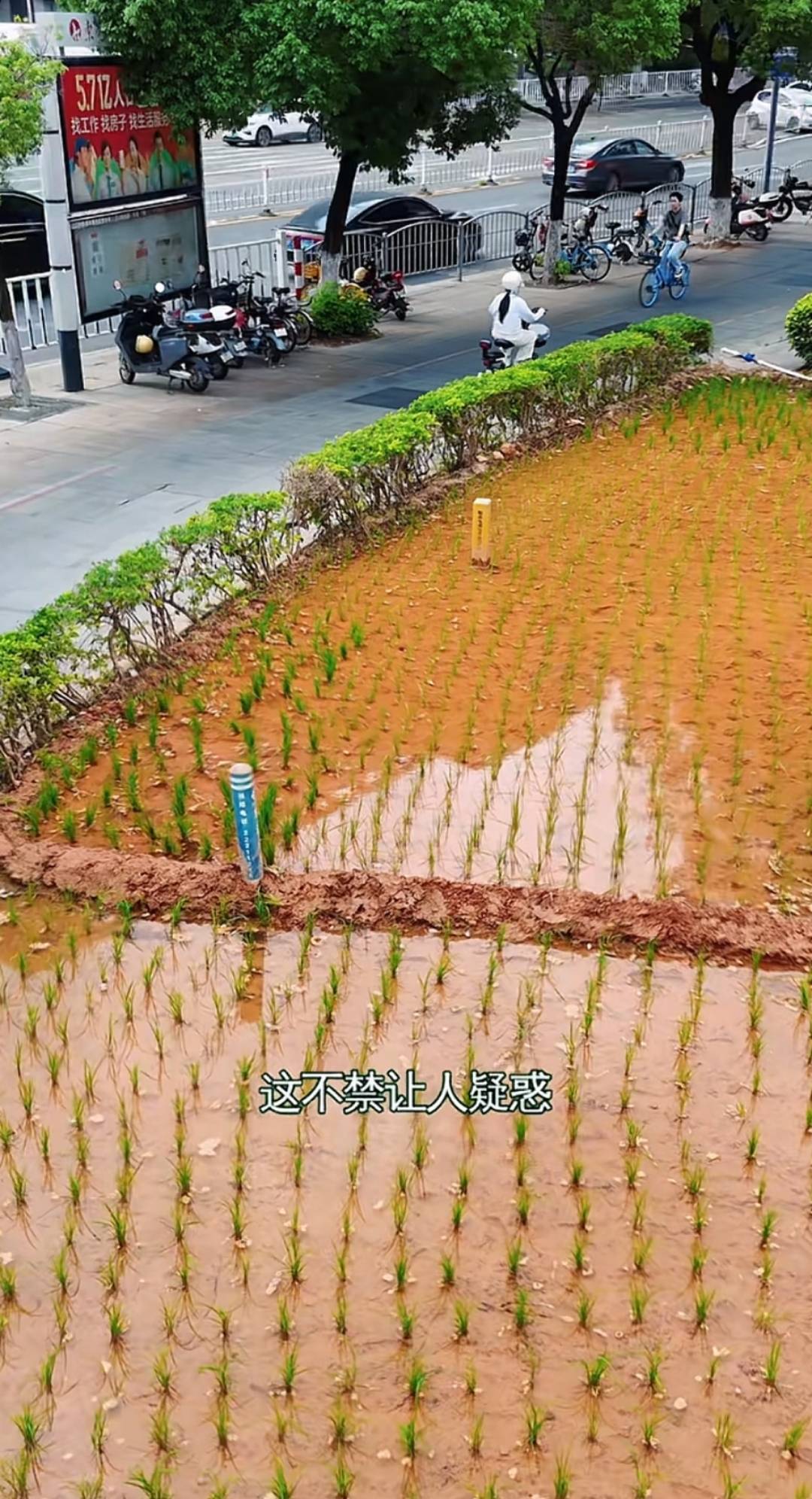 谁种的?东莞闹市区绿化带惊现水稻<strong></p>
<p>币安宝钱包</strong>,网友化身福尔摩斯来探案,家居广场:商户提的建议