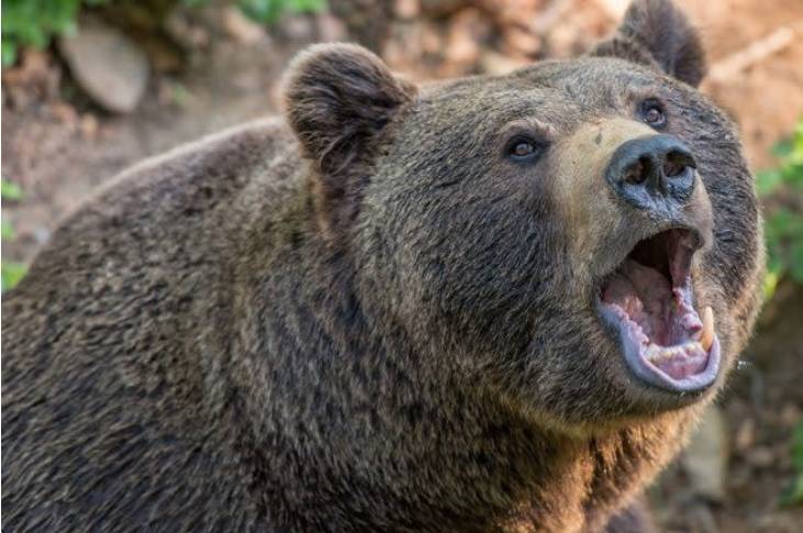 美国一头两百多斤的黑熊受重伤后遭护林员当街射杀