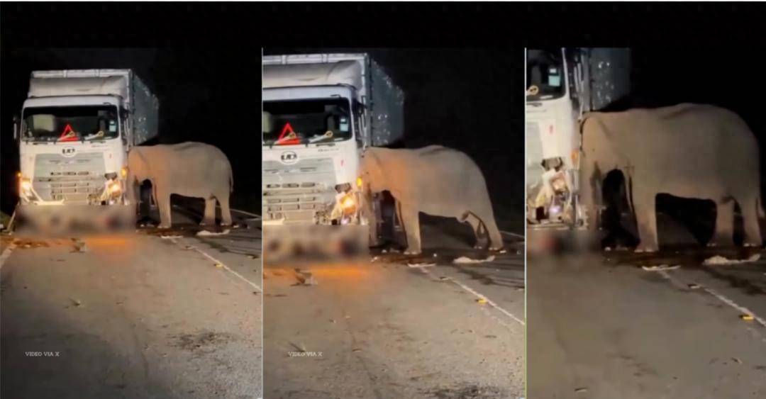 5岁小象凌晨被撞身亡，母象悲愤交加头抵卡车7小时守到天亮！