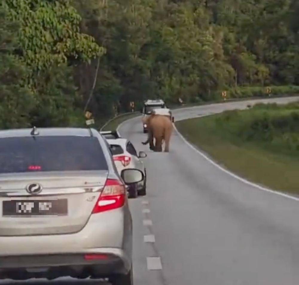 5岁小象凌晨被撞身亡<strong></p>
<p>狗币钱包安卓</strong>，母象悲愤交加头抵卡车7小时守到天亮！