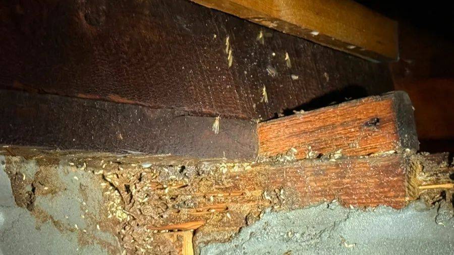 紧急提醒：瞬间爆发！上海市民崩溃：密密麻麻<strong></p>
<p>币安tbc</strong>，蠕蠕爬行...“梧桐区”已开始战斗，白蚁或提前分飞