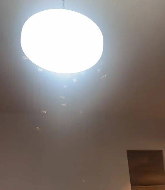 紧急提醒：瞬间爆发！上海市民崩溃：密密麻麻<strong></p>
<p>币安tbc</strong>，蠕蠕爬行...“梧桐区”已开始战斗，白蚁或提前分飞