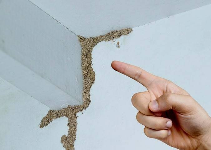 紧急提醒：瞬间爆发！上海市民崩溃：密密麻麻<strong></p>
<p>币安tbc</strong>，蠕蠕爬行...“梧桐区”已开始战斗，白蚁或提前分飞