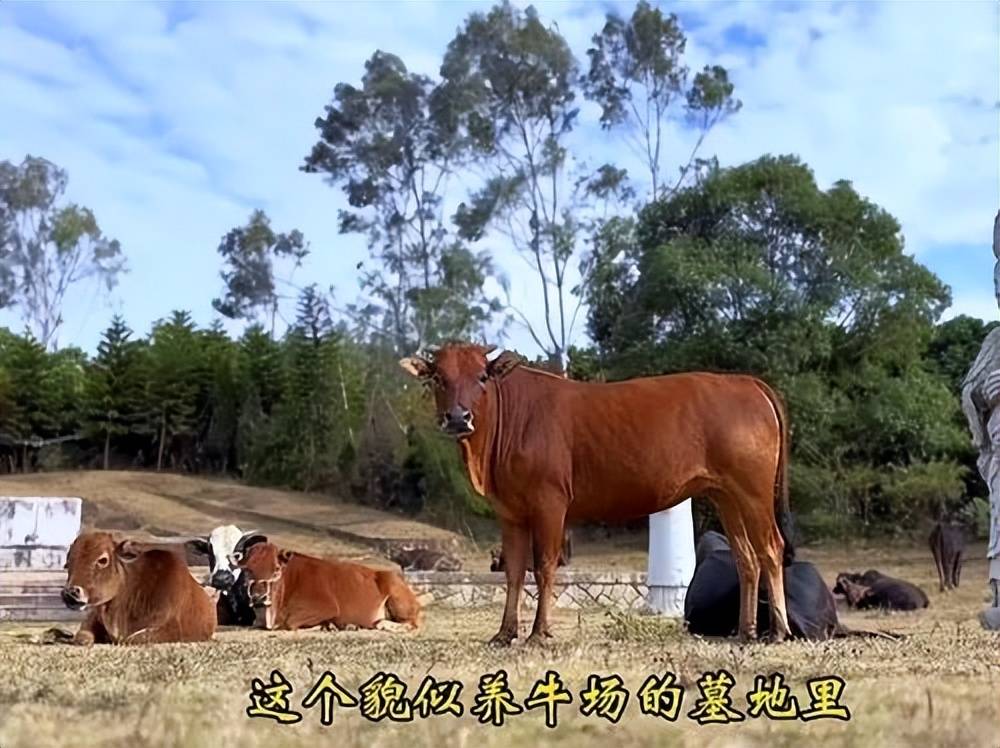 全国重点文保单位施琅墓被曝成“放牛场”<strong></p>
<p>币安troy</strong>?福建惠安官方回应
