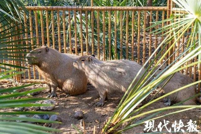 越狱50多天<strong></p>
<p>币安云交易所</strong>,江苏出逃的卡皮巴拉现身!园区:藏身地暂时保密