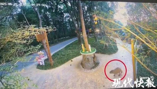 越狱50多天<strong></p>
<p>币安云交易所</strong>,江苏出逃的卡皮巴拉现身!园区:藏身地暂时保密