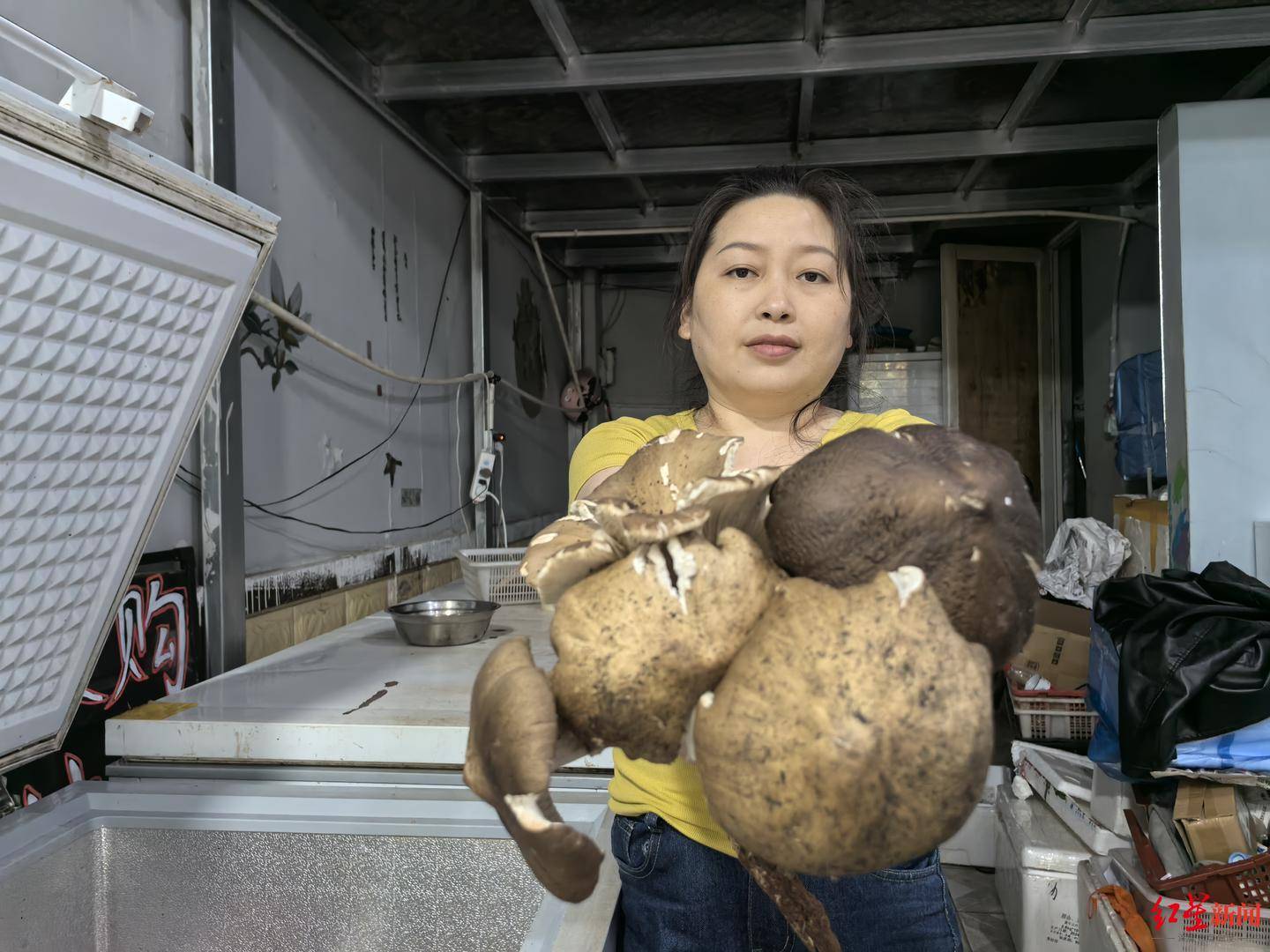 “天价”鸡枞调查:最贵卖到1800元/公斤!雨水少致产量低<strong></p>
<p>币安合约上线</strong>,多地价高客少