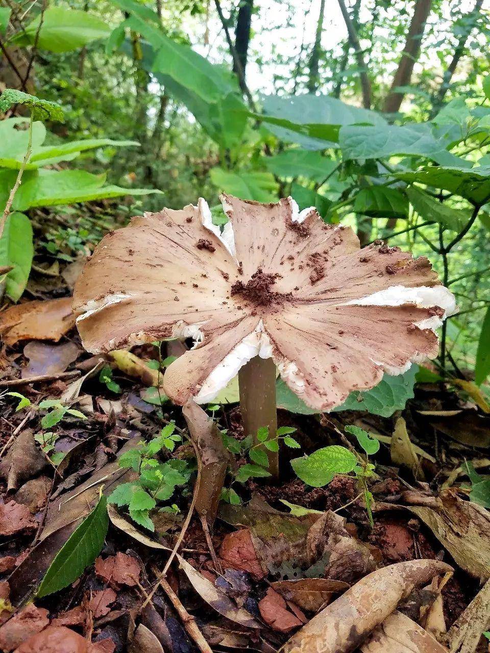 “天价”鸡枞调查:最贵卖到1800元/公斤!雨水少致产量低<strong></p>
<p>币安合约上线</strong>,多地价高客少