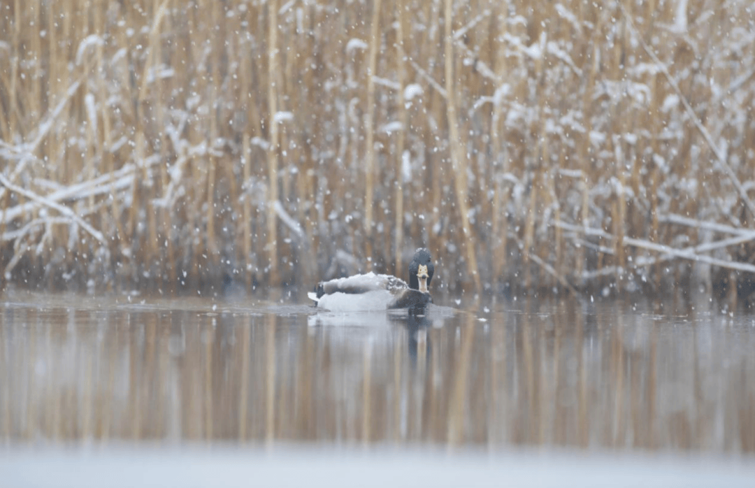 张瑜:我们所居住的北京<strong></p>
<p>币安交易所联盟</strong>,是亲近自然的最佳场所