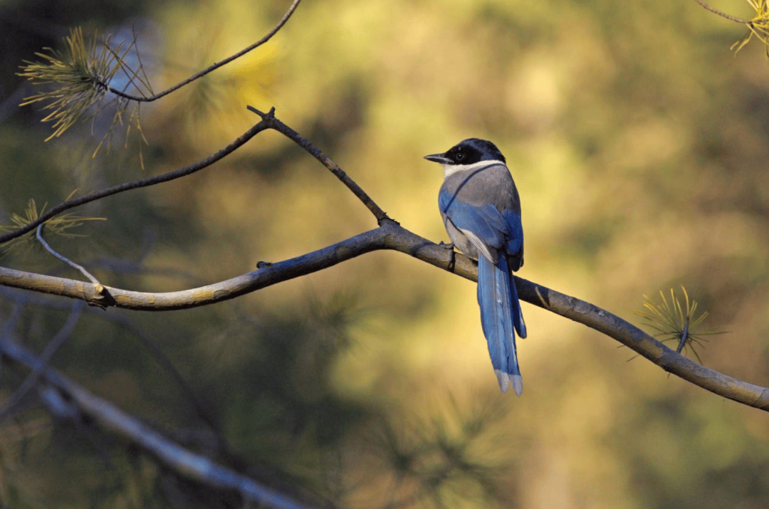张瑜:我们所居住的北京<strong></p>
<p>币安交易所联盟</strong>,是亲近自然的最佳场所