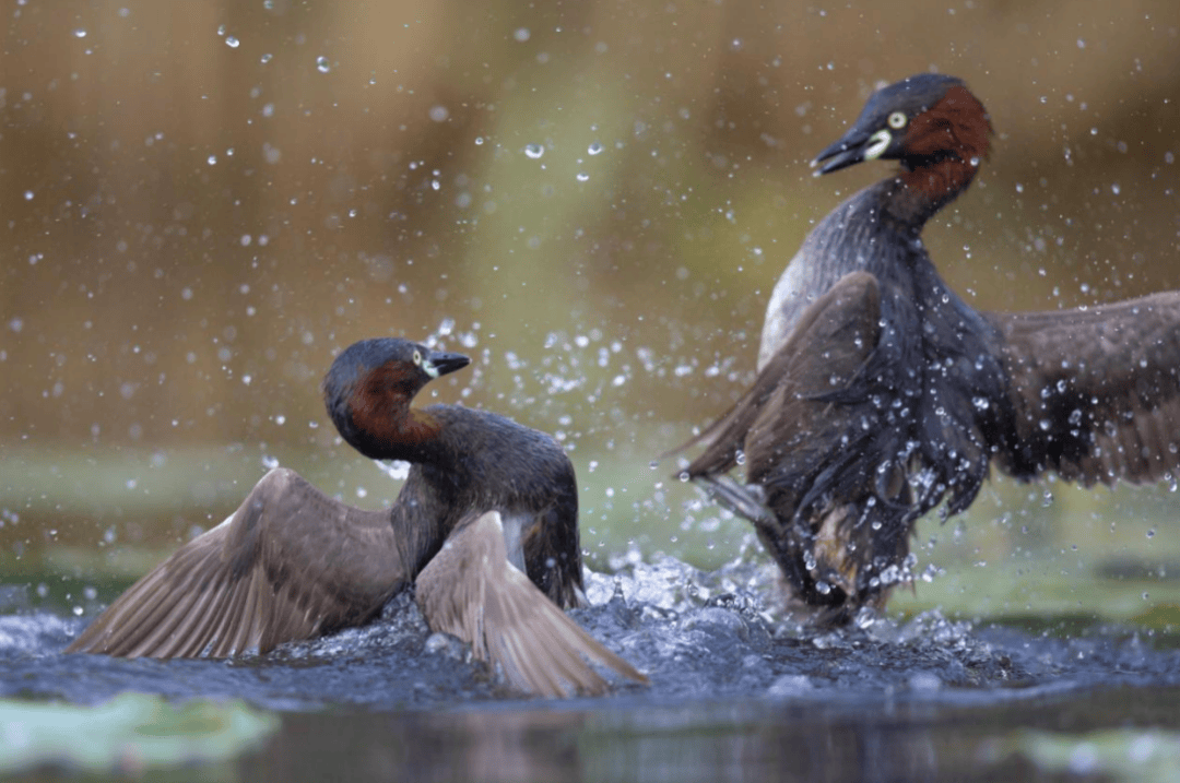 张瑜:我们所居住的北京<strong></p>
<p>币安交易所联盟</strong>,是亲近自然的最佳场所