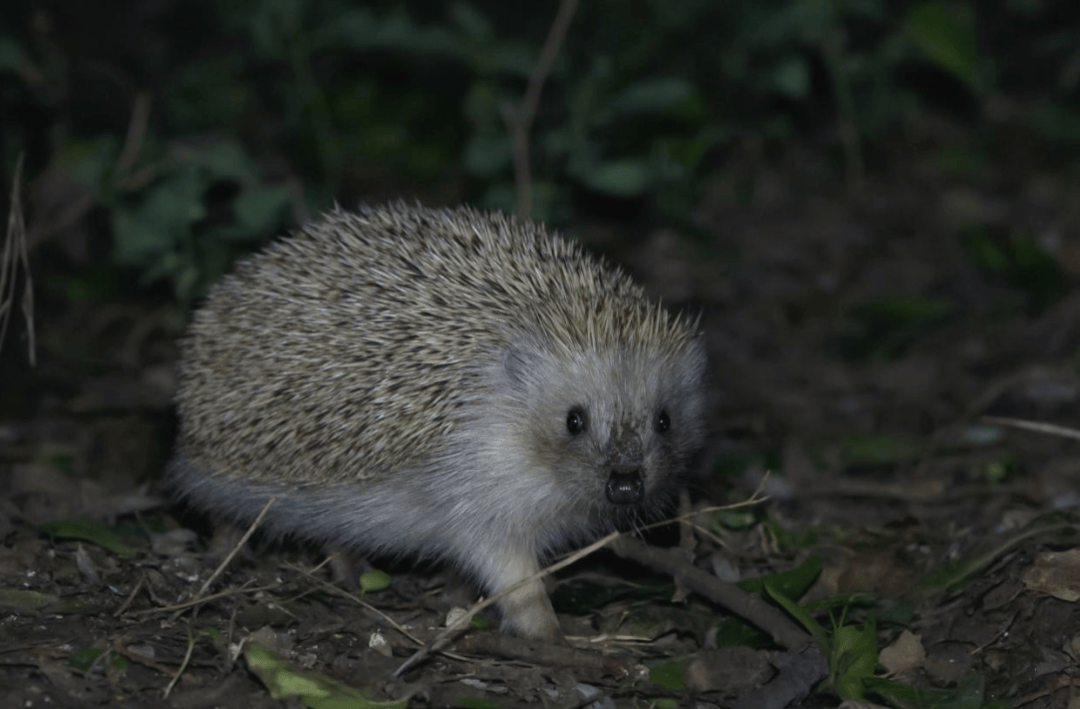 张瑜:我们所居住的北京<strong></p>
<p>币安交易所联盟</strong>,是亲近自然的最佳场所