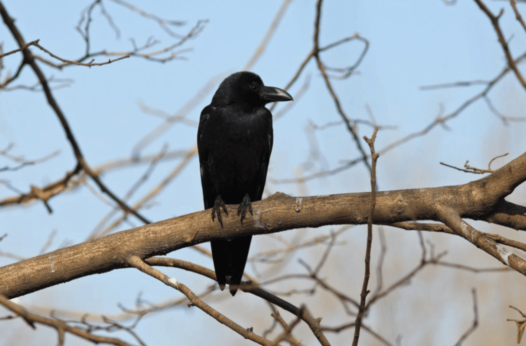 张瑜:我们所居住的北京<strong></p>
<p>币安交易所联盟</strong>,是亲近自然的最佳场所