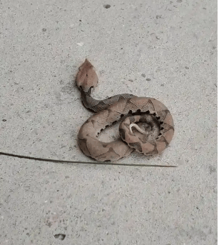 浙江温州有人在山上放生五步蛇，此前已有村民被咬！当地村干部回应