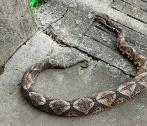 浙江温州有人在山上放生五步蛇<strong></p>
<p>安卓推币游戏</strong>,此前已有村民被咬!当地村干部回应