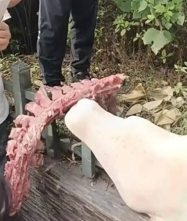 四川自贡一小学被曝使用发臭猪肉<strong></p>
<p>币安区块链</strong>,官方通报:已封存,正在检测