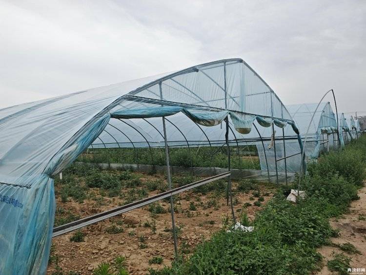 大棚遭断水<strong></p>
<p>币安eth钱包地址</strong>，蔬菜被哄抢？甘肃一菜农在陕西承包的90座大棚几近绝收