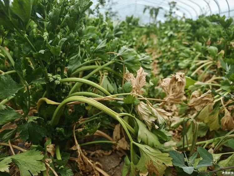 大棚遭断水<strong></p>
<p>币安eth钱包地址</strong>，蔬菜被哄抢？甘肃一菜农在陕西承包的90座大棚几近绝收