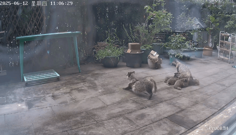 上海一小区居民苦恼新邻居:突然搬来让人提心吊胆<strong></p>
<p>币安虚拟货币</strong>!不能抓不能打