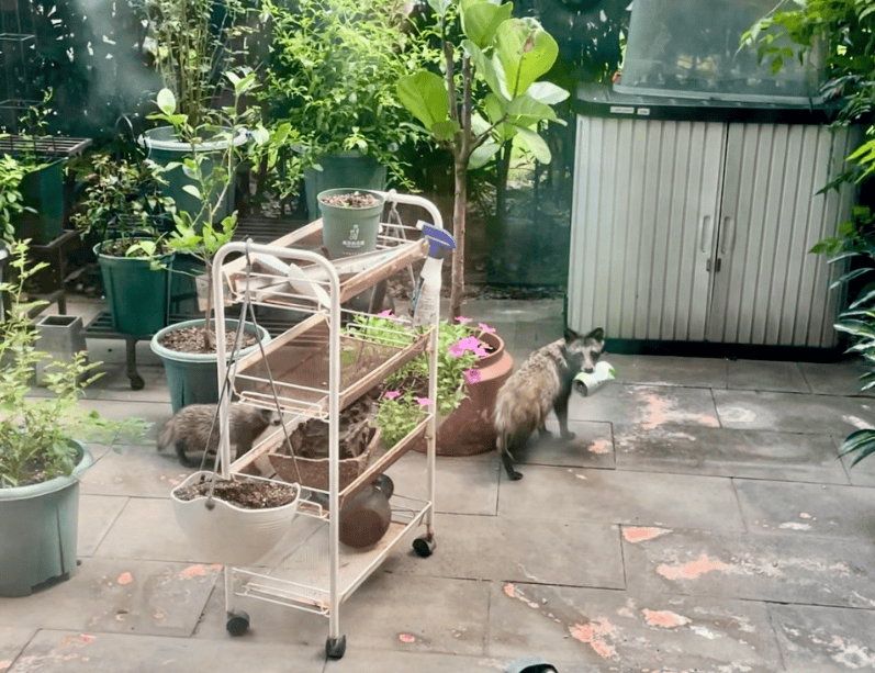 上海一小区居民苦恼新邻居:突然搬来让人提心吊胆<strong></p>
<p>币安虚拟货币</strong>!不能抓不能打