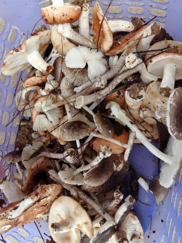 湖南一家6口误食毒蘑菇，5岁男童不幸去世