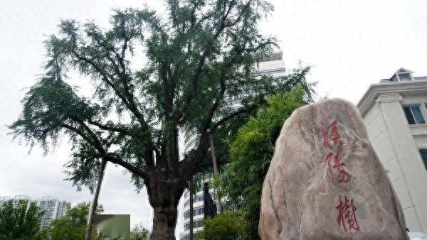 装上“淋浴”每天“冲凉”<strong></p>
<p>安卓币官网注册</strong>，540余岁“汉阳树”被悉心照料