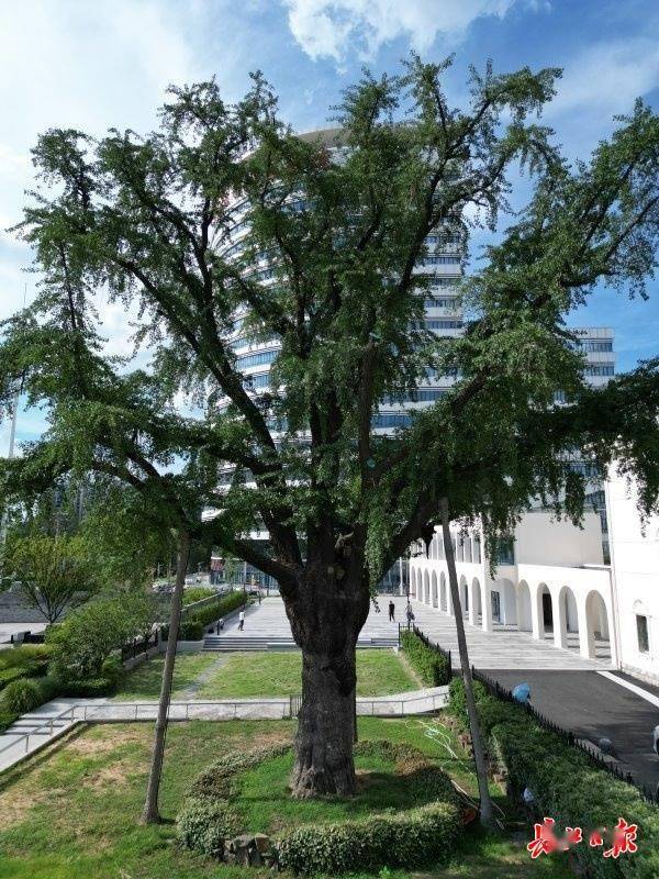 装上“淋浴”每天“冲凉”<strong></p>
<p>安卓币官网注册</strong>，540余岁“汉阳树”被悉心照料