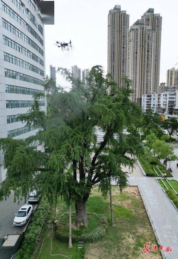 装上“淋浴”每天“冲凉”<strong></p>
<p>安卓币官网注册</strong>，540余岁“汉阳树”被悉心照料