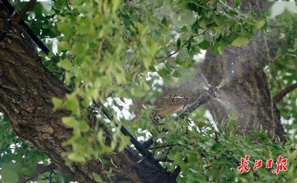 装上“淋浴”每天“冲凉”<strong></p>
<p>安卓币官网注册</strong>，540余岁“汉阳树”被悉心照料