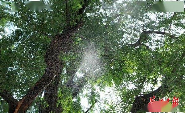 装上“淋浴”每天“冲凉”<strong></p>
<p>安卓币官网注册</strong>，540余岁“汉阳树”被悉心照料