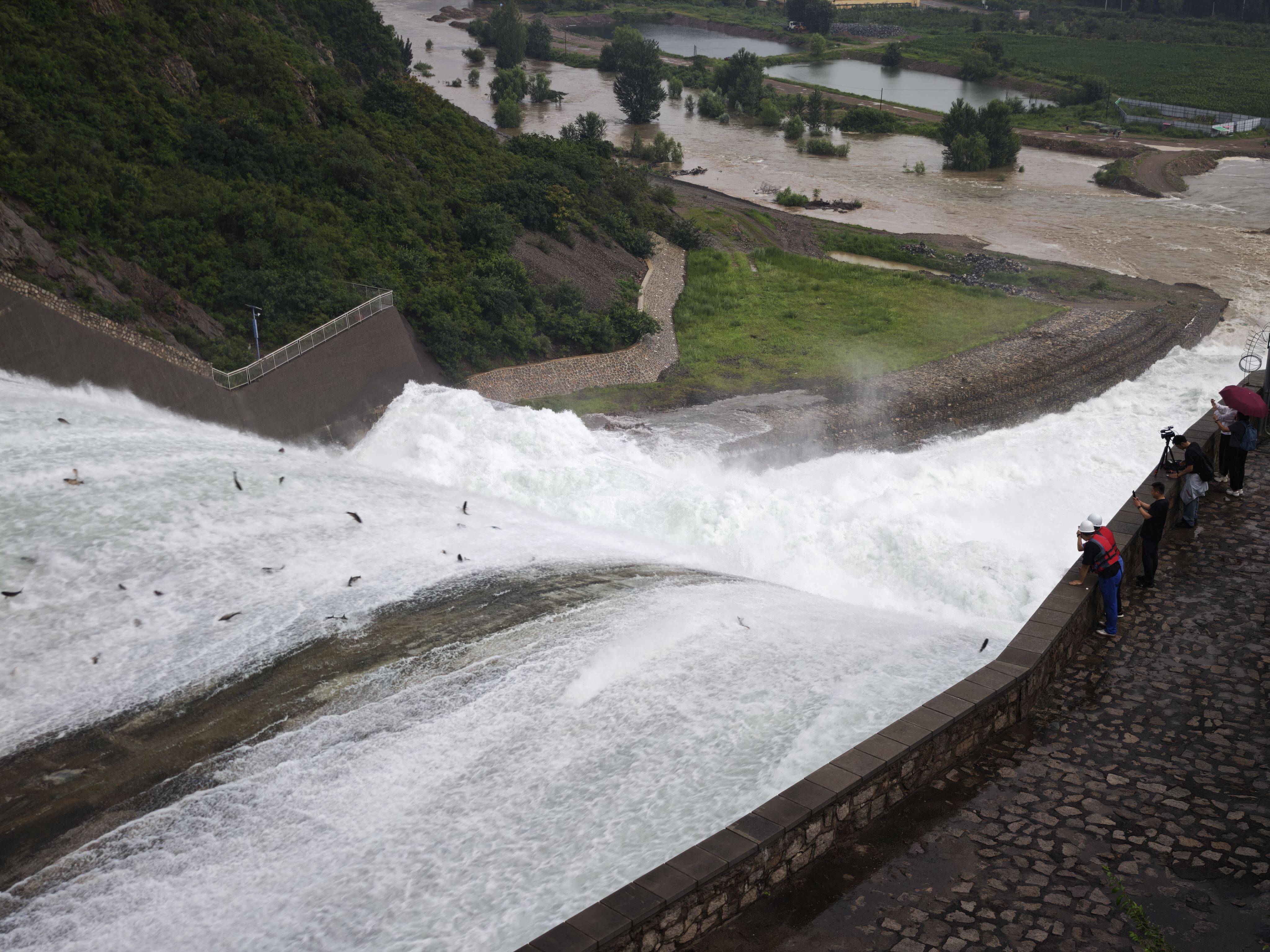 密云水库开闸泄流，大量“水质卫士”鲢鳙顺流而下