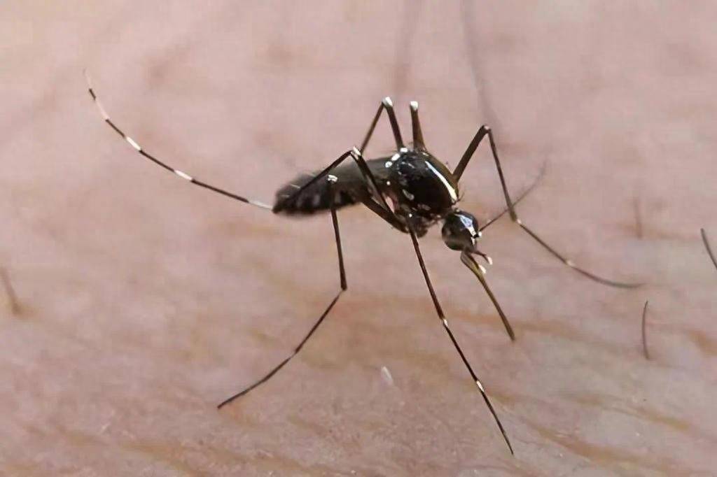 青岛疾控最新提醒：全民行动！翻盆倒罐、清除积水！