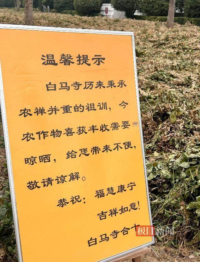 印乐方丈管理下的白马寺：僧人顶着高温种地<strong></p>
<p>okex怎么转到币安</strong>，义工称寺里秉承农禅并重