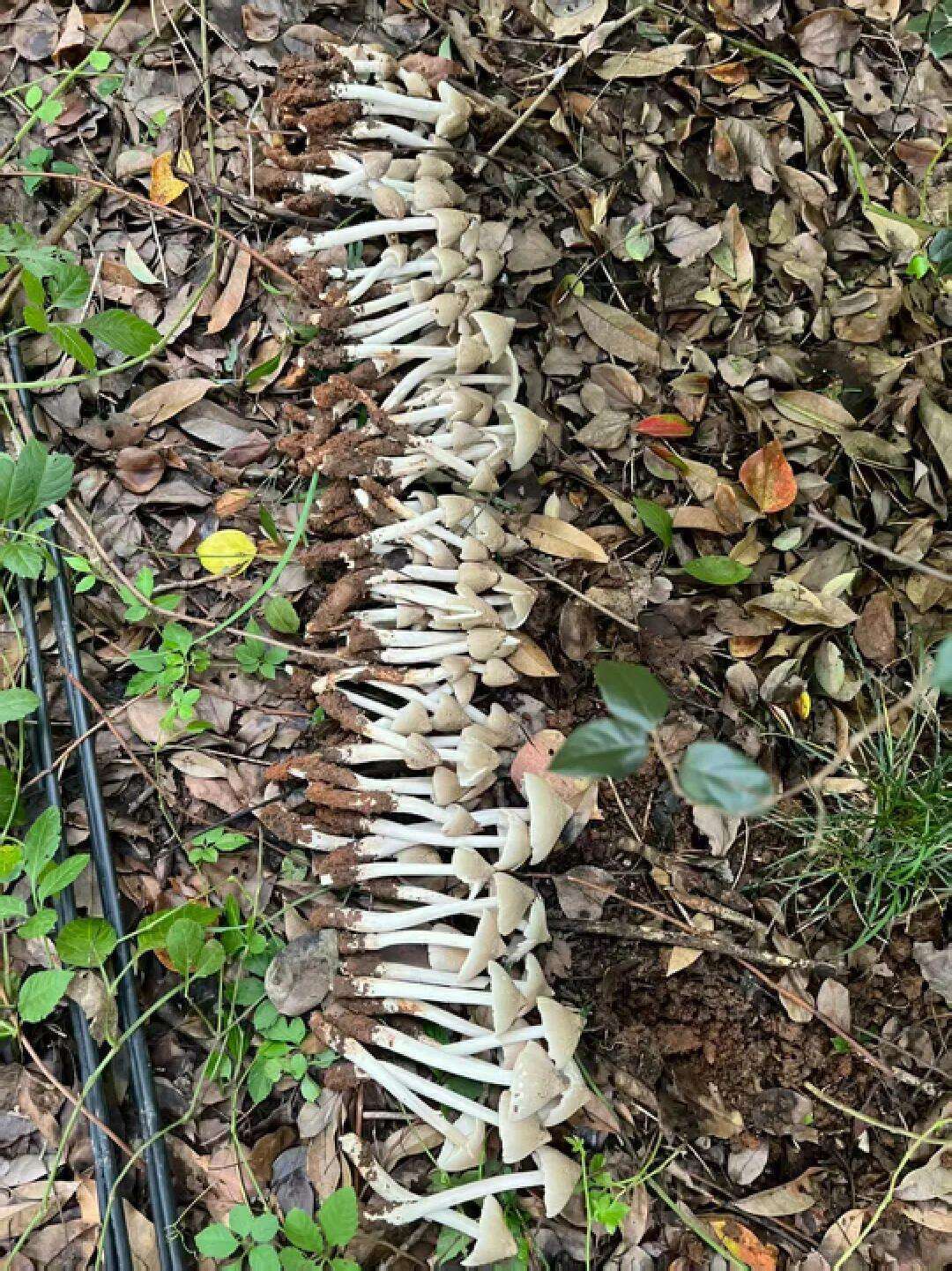 云南姑娘今年在杭州采了200斤鸡枞菌<strong></p>
<p>抹茶交易所</strong>！专家提醒→