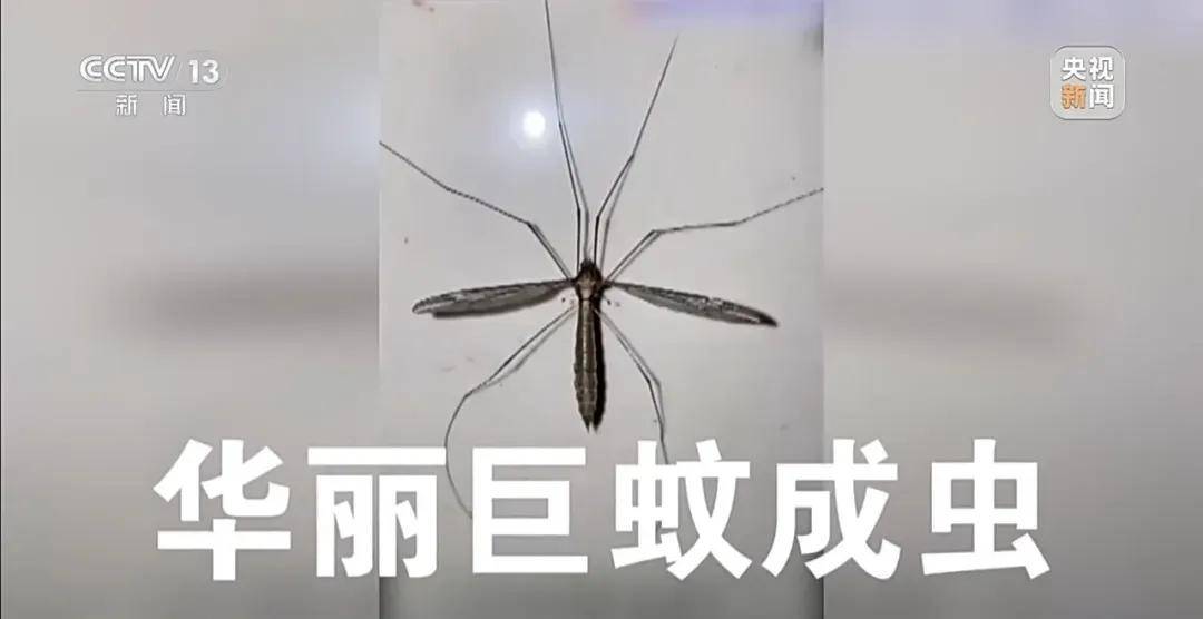 全民灭蚊总动员<strong></p>
<p>抹茶交易所</strong>,大广东给我们上了一课