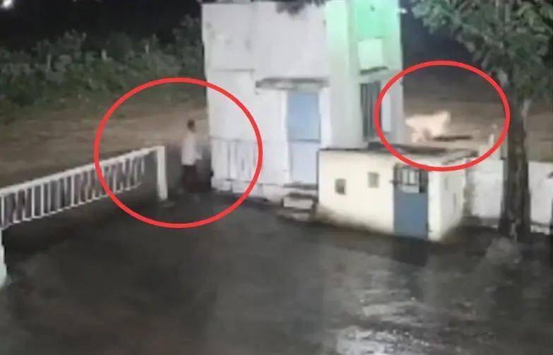 印度一男子后院与狮子相逢<strong></p>
<p>抹茶交易所网址</strong>,双方都被吓懵,狮子扭身先逃