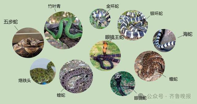 安徽宣城一男子走路玩手机<strong></p>
<p>抹茶交易所钱包注册</strong>,一脚踩中打架的竹叶青和五步蛇,被俩毒蛇咬3口!医院:暂无生命危险,正在治疗