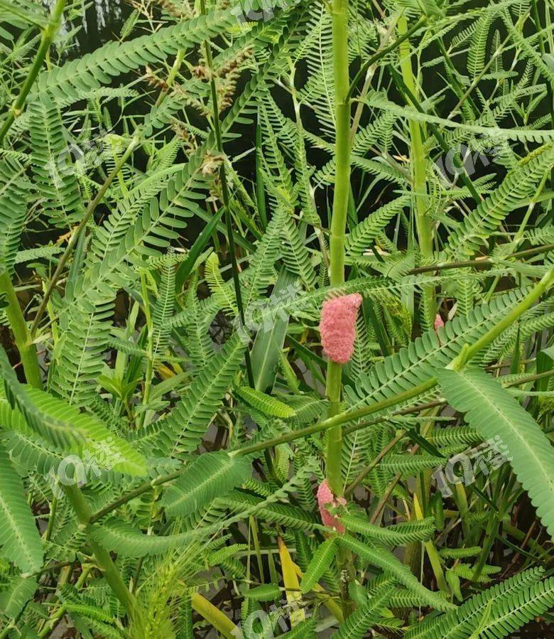 别吃！寄生虫多达6000条！浙江一地大量出现<strong></p>
<p>抹茶交易所哪里可以下载</strong>，看到立刻上报