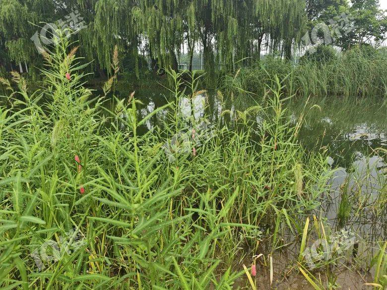 别吃！寄生虫多达6000条！浙江一地大量出现<strong></p>
<p>抹茶交易所哪里可以下载</strong>，看到立刻上报